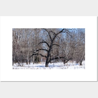 Bur Oak tree. Posters and Art